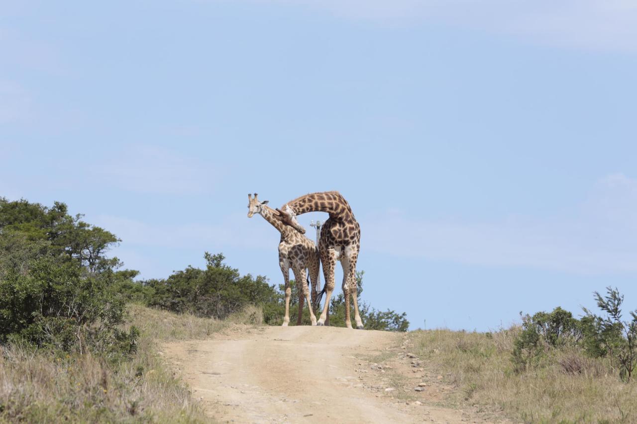 Horseshoe Game Reserve 이스트런던 외부 사진