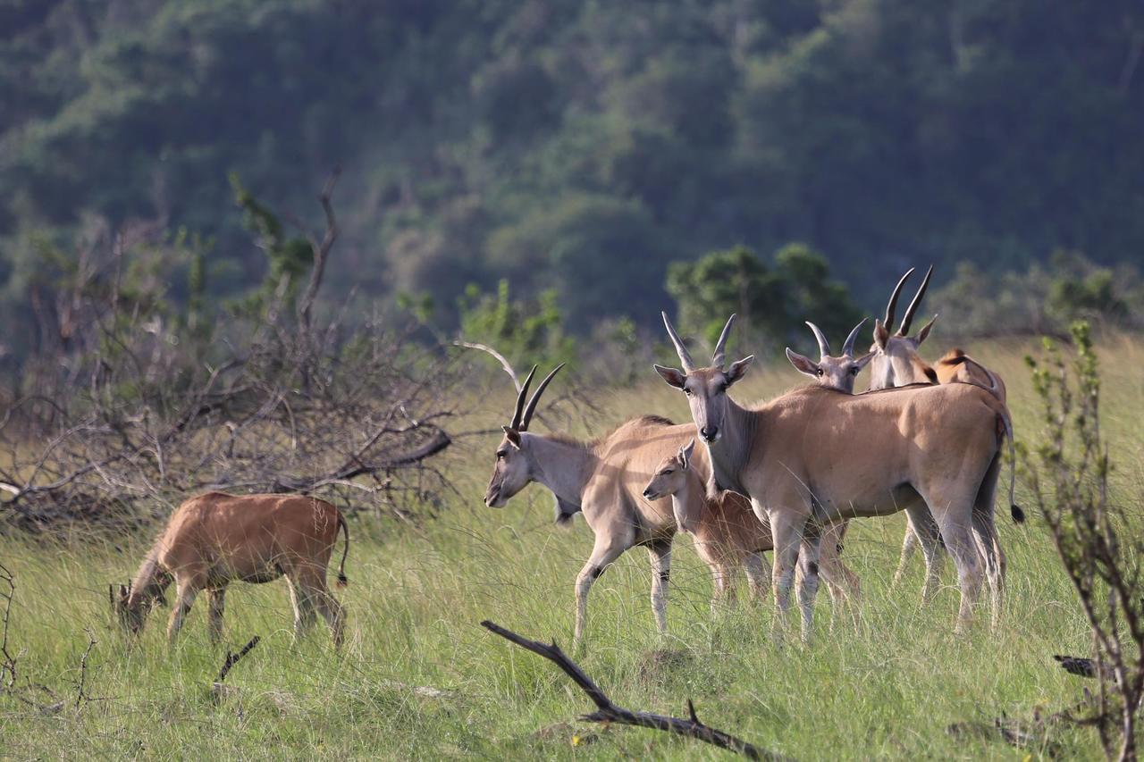 Horseshoe Game Reserve 이스트런던 외부 사진